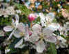 apfelbluete-250402-a.jpg (122297 Byte)