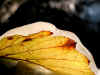 eisblatt-081202-1-a.jpg (90822 Byte)
