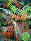 herbstlaub-031002-2-a.jpg (143367 Byte)