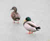 schloss-enten-151202-a.jpg (104377 Byte)