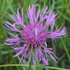 allwetterblume-070603.jpg (111656 Byte)