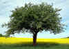 apfel-auf-raps-020503-3.jpg (118493 Byte)