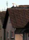 attenberg-080403-1.jpg (83282 Byte)