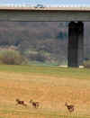 autobahn-rehe-130403-1.jpg (82461 Byte)
