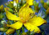 blumenkrone-080603.jpg (91625 Byte)