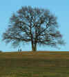 doppeleiche-071203-5752.jpg (128206 Byte)