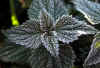erster-frost-181003-5.jpg (139454 Byte)