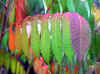 essigbaum-051003-3.jpg (99864 Byte)