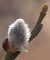 fruehlingskaetzchen-090303-1.jpg (60037 Byte)