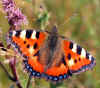 fuchs-130703.jpg (96018 Byte)