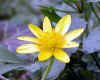 gelbe-blume-300303.jpg (79521 Byte)