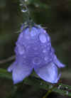glockenblume-nass-111003.jpg (63316 Byte)