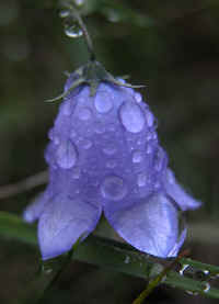 glockenblume-nass-111003.jpg (63316 Byte)