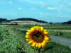 hoheberg-sonnenblume-120703-1.jpg (90371 Byte)