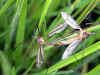 insektenliebe-170503.jpg (79417 Byte)