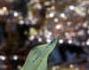 libelle-020603.jpg (70809 Byte)
