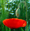 mohnblume-010603-1.jpg (119558 Byte)