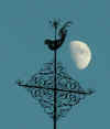 mond-hahn-120103-3-a.jpg (69773 Byte)