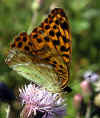 scheckenfalter-190703-2.jpg (94772 Byte)