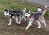 schlittenhunde-021103-3.jpg (102713 Byte)