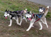schlittenhunde-021103-3.jpg (102713 Byte)