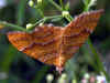 schmetterling-kopfstand-080603.jpg (76570 Byte)