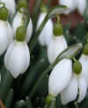 schneeglock-280203-2.jpg (66413 Byte)