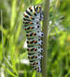 schwalbenschwanz-raupe-150603-4.jpg (78593 Byte)