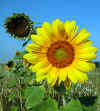 sonnenblume-090803-1.jpg (85765 Byte)