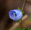 spaetherbstblume-231103.jpg (56932 Byte)