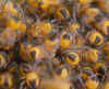 spinnennetz-240503-5.jpg (80953 Byte)
