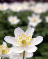 weisse-blume-300303-1.jpg (75947 Byte)