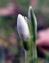 6478-schneegloeckchen-060204.jpg (54652 Byte)