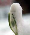 6539-schneegloeckchen-090204.jpg (60574 Byte)