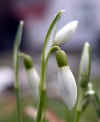 6546-schneegloeckchen-100204.jpg (55900 Byte)