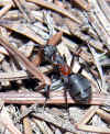 6946-ameisen-140304.jpg (114483 Byte)