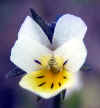 7399-fruehlingsblume-250404.jpg (79952 Byte)