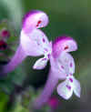 7401-fruehlingsblume-250404.jpg (72078 Byte)