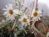 nk-10409-eiskamille-051204.jpg (116334 Byte)