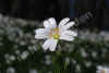 nk-12358-sternmiere-150407.jpg (92151 Byte)