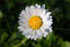 nk-13567-gaenseblum-200408.jpg (97900 Byte)