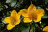 nk-13758-sumpfdotter-260408.jpg (61580 Byte)