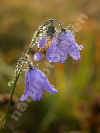 nk-15691-campanula-151005.jpg (45799 Byte)