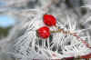 nk-16516-wintertraum-111205.jpg (70145 Byte)