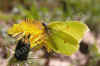 nk-17626-zitronenfalter-240406.jpg (47605 Byte)