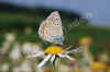 nk-17821-hauhechel-270708.jpg (37593 Byte)