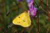 nk-19995-postillion-280908.jpg (45218 Byte)