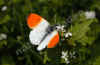 nk-2142-aurorafalter-280405.jpg (33517 Byte)