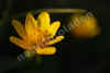 nk-23676-scharbockskraut-030409.jpg (89347 Byte)