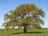 nk-2725-zwillingseiche-220407.jpg (109017 Byte)